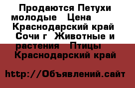  Продаются Петухи молодые › Цена ­ 500 - Краснодарский край, Сочи г. Животные и растения » Птицы   . Краснодарский край